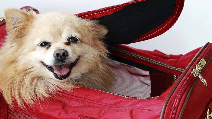 Paws for thought: Getting a pet over to Europe is expensive. Photo: iStock