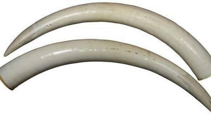 A pair of the elephant ivory tusks which are expected to fetch up to $70,000 and still remain on the auction list  Photo: Lawsons Auctioneers