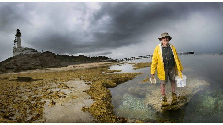 Citizen scientist Bob Burn's fascination with marine mollusc has seen him scour the Victorian coastline. Photo: Simon O'Dwyer