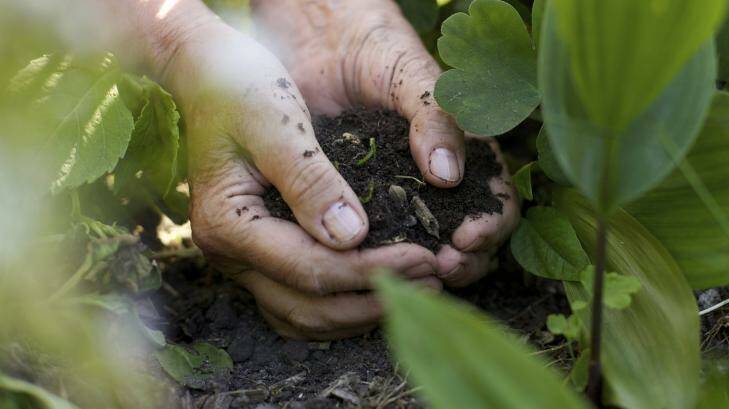 In your hands: Building the quality of your soil will allow your plants to naturally access nutrients. Photo: Supplied