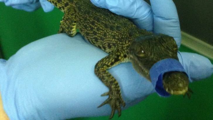 The crocodile found in the boot of a Hervey Bay man at Brisbane Airport. Photo: Queensland Department of Environ