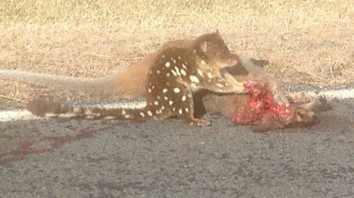 David Clark photographed this spotted quoll on Boboyan Road, Namadgi on Thursday afternoon, June 30, 2016. Photo: Suppplied