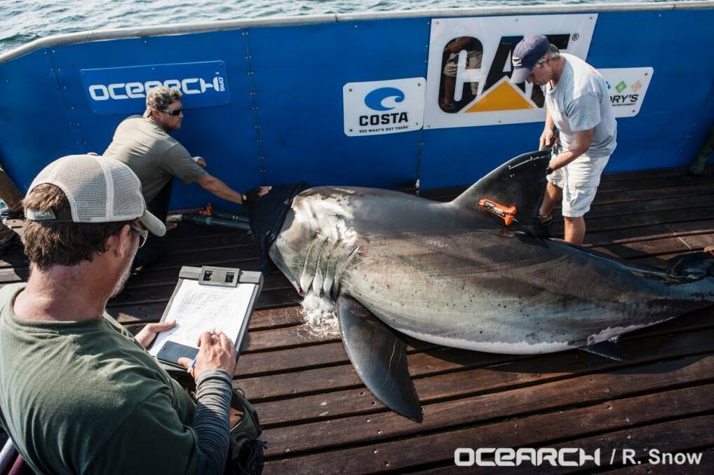 Although the research at the moment won't allow tagging of great whites OCEARCH have tagged them in the past Photo: OCEARCH