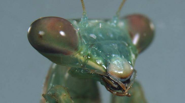 A close-up of a female false garden mantis. Photo: Dr Kate Barry