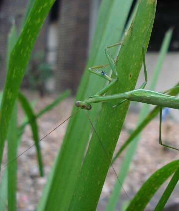 A male false garden mantis. They are attracted to female's bright abdomens. Photo: Dr Kate Barry