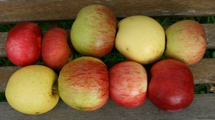 Owen Pidgeon's apples of distinction: Back Row: Bonza, Blenheim Orange, Bramley, New Gold, Belle de Boskoop; front Row: Mutzu, Twenty Ounce, Rome Beauty, Ida Red. Photo: Supplied