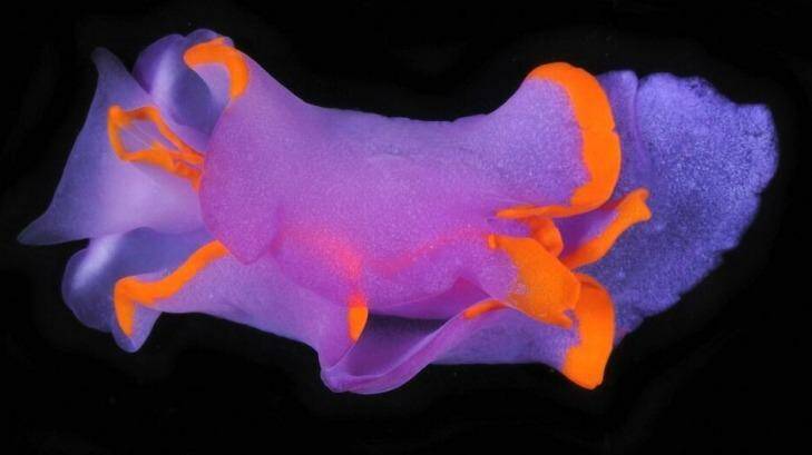 A vibrant nudibranch: Sagaminopteron ornatum. Photo: John Chuk