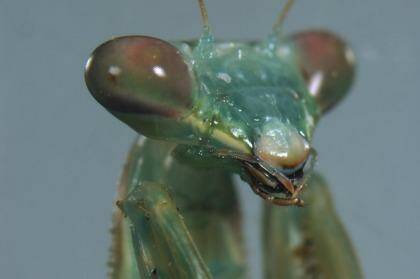 A close-up of a female false garden mantis. Photo: Dr Kate Barry