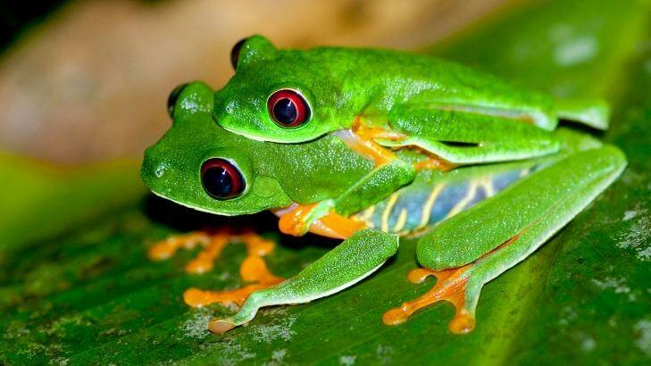 Mass extinction: The global frog population is under threat. Photo: Brian Gratwicke