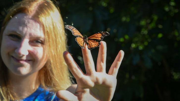 Greystanes resident Skye Blackburn has been breeding butterflies since 2007. Photo: Brendan Esposito