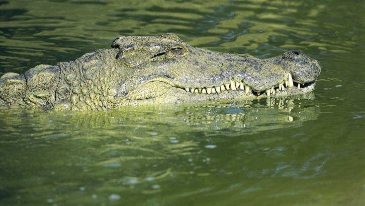 New research has found estuarine crocodiles, which most people know as saltwater crocodiles, were relatively inactive between January and August, remaining in backwaters.