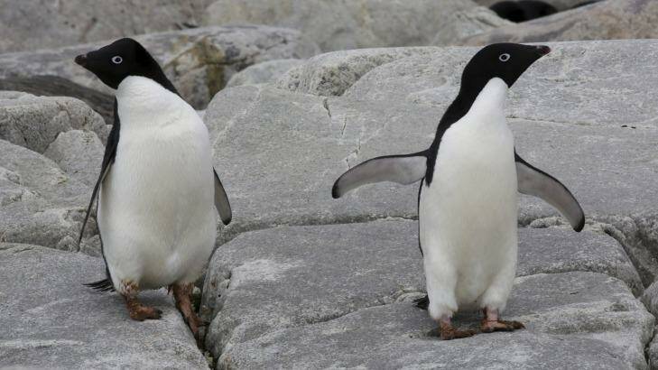 Adélie penguins. Their numbers crashed at Cape Denison, Antarctica, after an iceberg grounded.  Photo: Colin Cosier