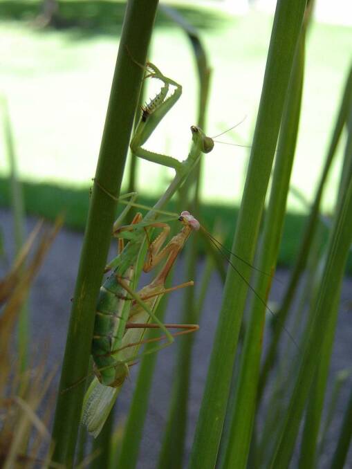 A pair of mantis mating. Photo: Dr Kate Barry