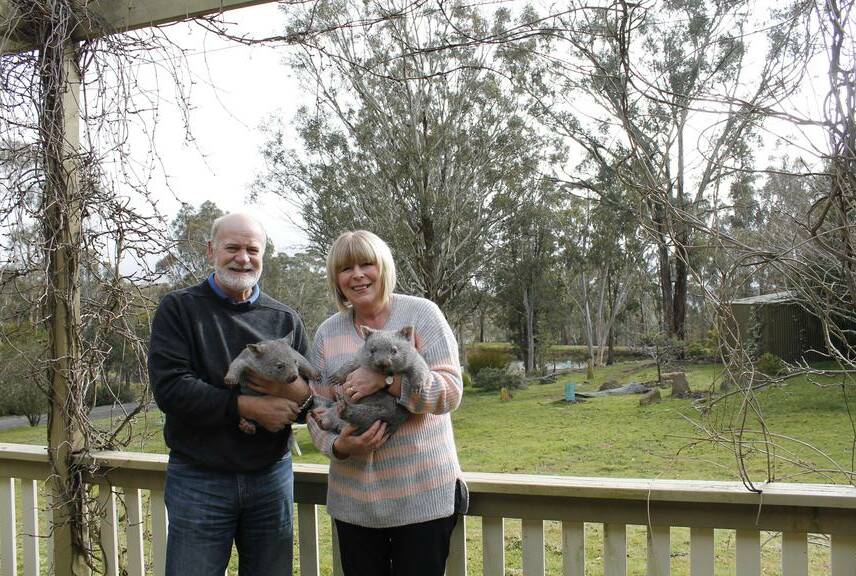 Wamboin couple Philip and Lesley Machin with four-month-old Chester (left) and six-month-old Chubby.