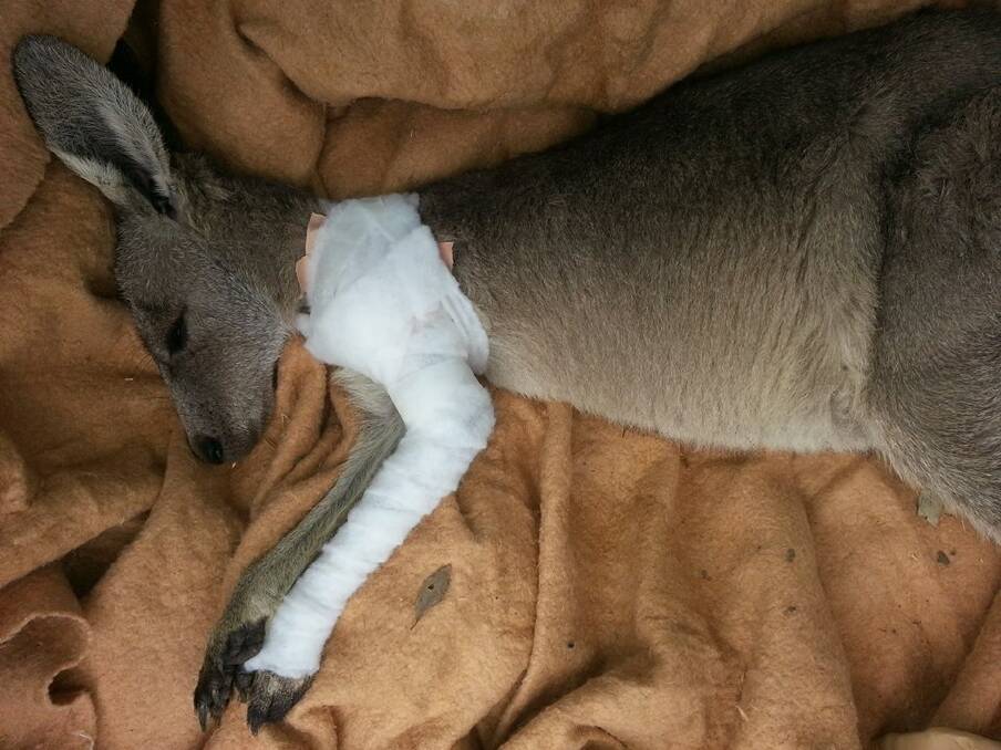 This young joey was shot by a hunting arrow in Queanbeyan. Photo: Wildcare