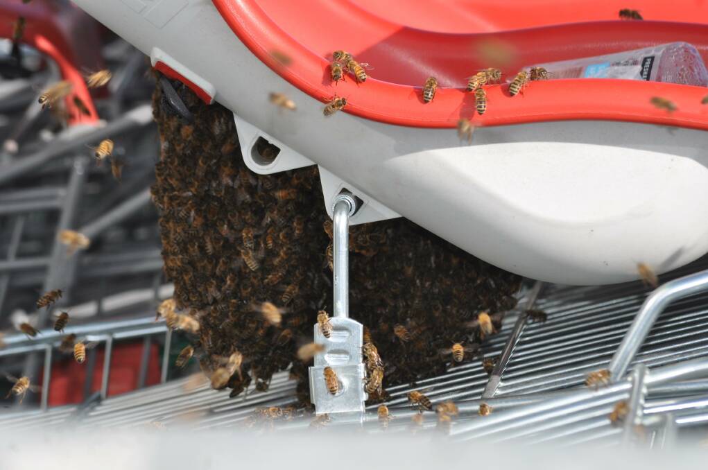 Bees swarmed around this shopping trolley at Woolworths Queanbeyan on Tuesday (PHOTOS: Michele Oakley).