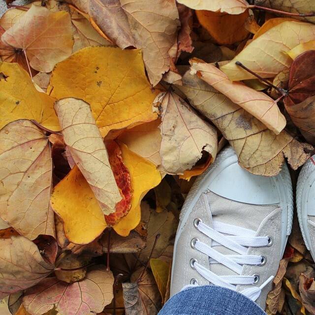 All the leaves are brown signalling the change in seasons as captured by @emcallaghan.
