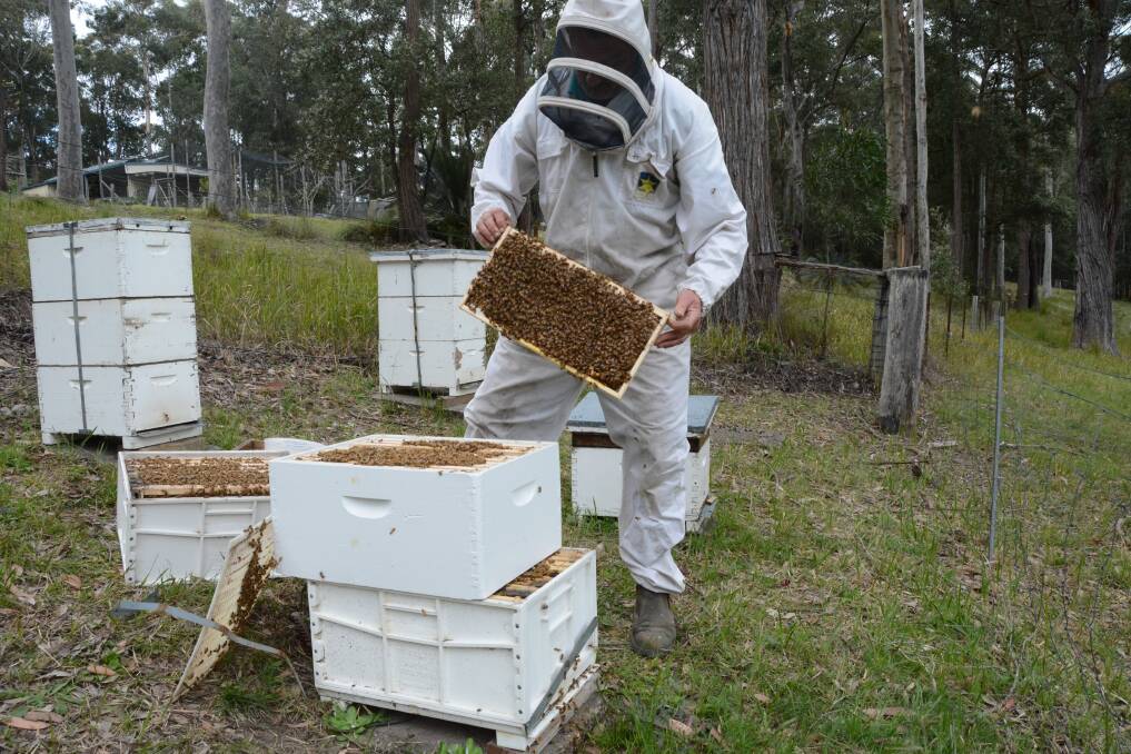 Local apiarists have been chasing honey in the southwest of the state and are now migrating hives to the South Coast where there are more favourable conditions. Photo: Ron Aggs.