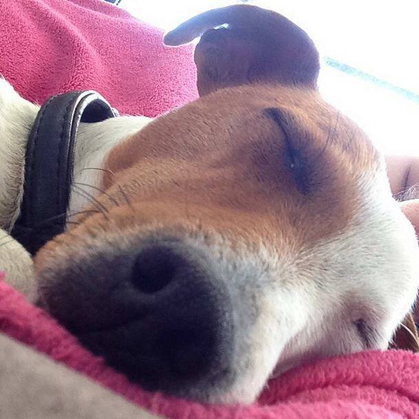 The family's pet, Molly is fond of the 'selfie' and has her own Instagram account. Photo: @mollythejackrussell.