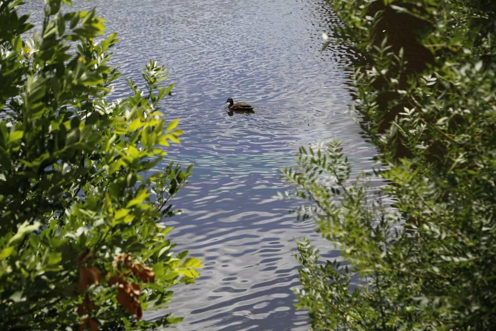 A duck tries to avoid the oil slick in the Queanbeyan River. Photo: Kim Pham.