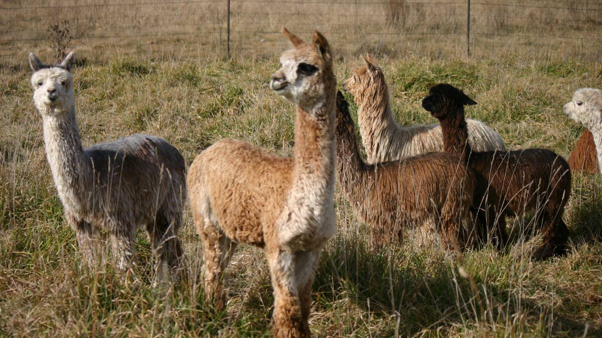 Meet this curious South American creature during National Alpaca Week from May 2 - 10.