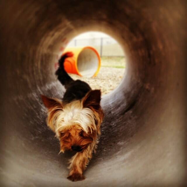 This Yorkshire Terrier is loving the new dog park at Googong. Photo: Instagram / @Ilamatr0n.