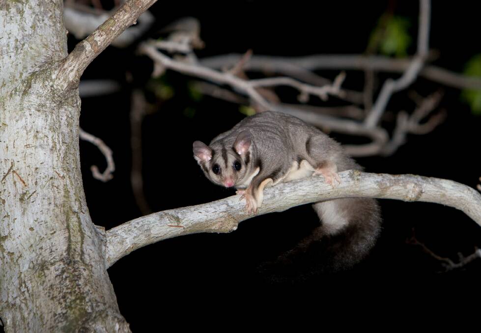 A generic photo of a Squirrel Glider (not from the Queanbeyan study). Photo: Michael Todd/Office of Environment and Heritage. 