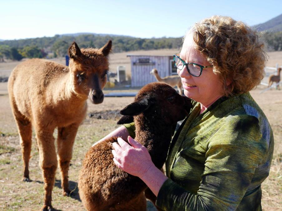 Tanya Boston with a baby alpaca, Lily, on her Jimburra Alpaca farm in Burra. Photo: Amanda Copp.