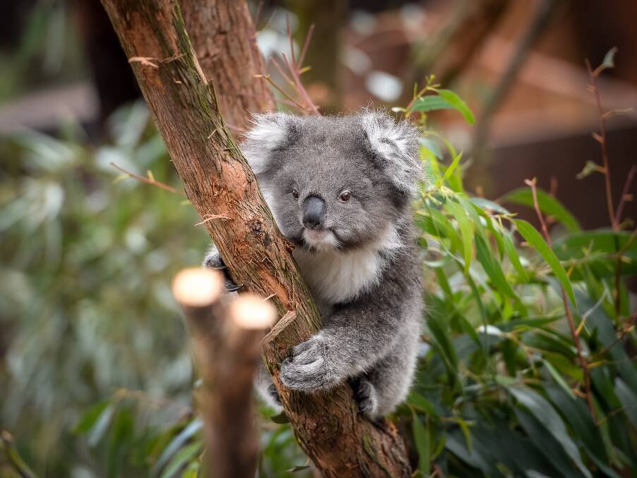 Audrey the koala puts on a show for the public at a Victorian sanctuary earlier this month. Photo: Justin McManus.