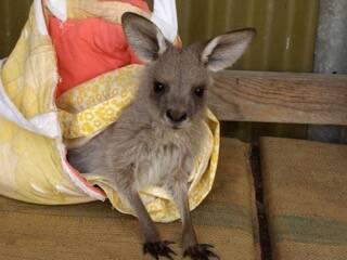 Wildcare will be holding a basic macropod course at the Wamboin Community Hall this weekend. Photo: Supplied.