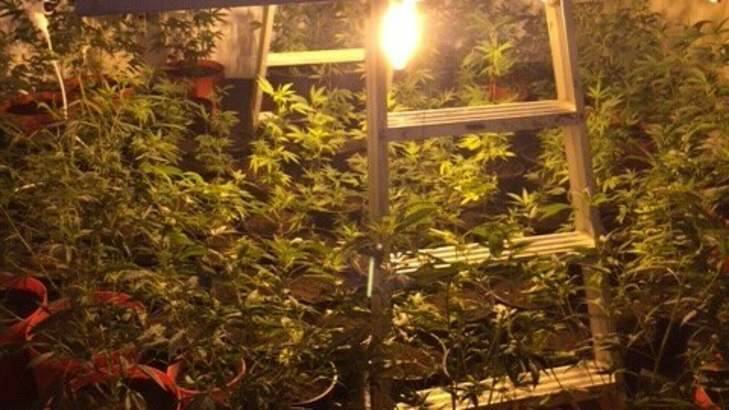 A man is in custody after police allegedly seized 340 cannabis plants and sophisticated equipment used to grow them at the industrial unit at Wetherill Park. Photo: NSW Police