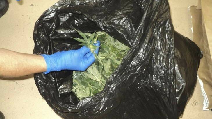 A bag of loose cannabis found near Ashfield. Photo: NSW Police Force