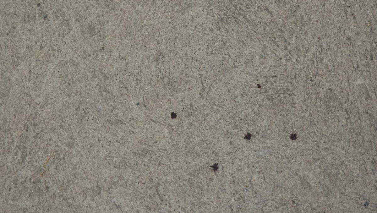 Blood was visible on footpaths between a residential street and Laura Hospital.