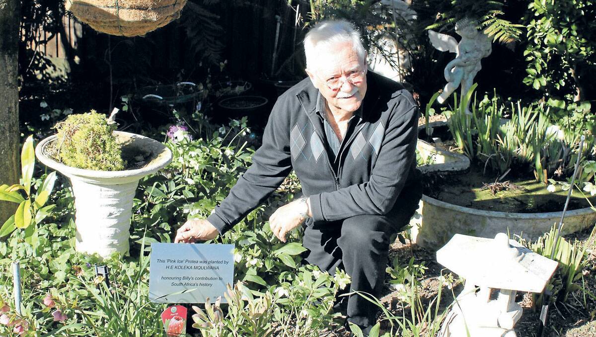 Queanbeyan man William Hopkins crouched beside a Pink Ice Protea which was planted in his backyard by South Africa's High Commissioner, in recognition of more than 40 years of service to the Embassy. Photo: Tom Sebo. 