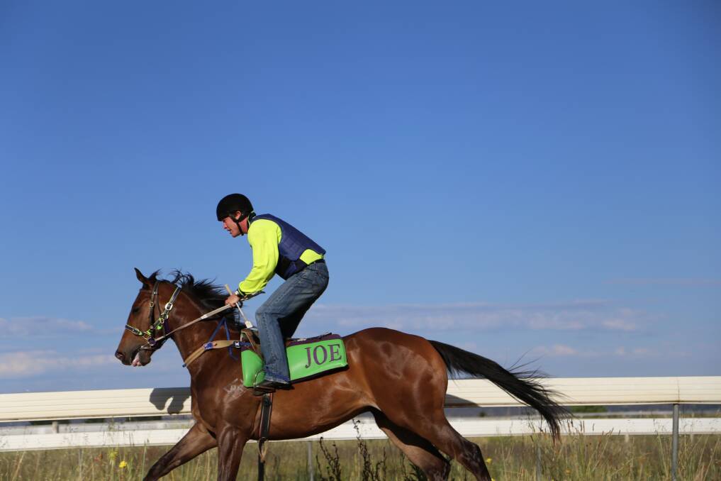 Quietly Brilliant in track work. The two-year-old will contest the $100,000 Wellington Boot later this month. Photo: Andrew Johnston 