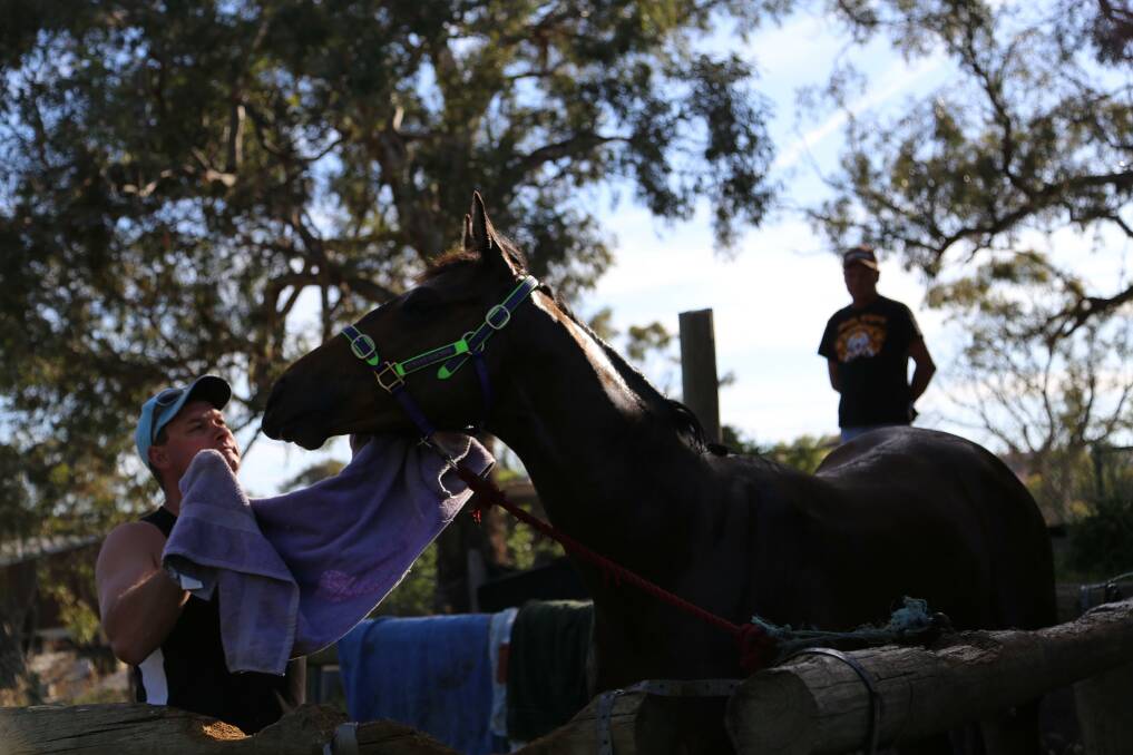 2YO Quietly Brilliant is given a rub down by trainer Joe Cleary. Photos: Andrew Johnston