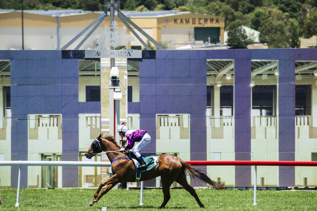 Diamond to Pegasus wins easily in a previous start at Canberra. The Tony Sergi trained sprinter will line up in the $50,000 Camarena on Sunday. Photo: Rohan Thomson, Canberra Times
