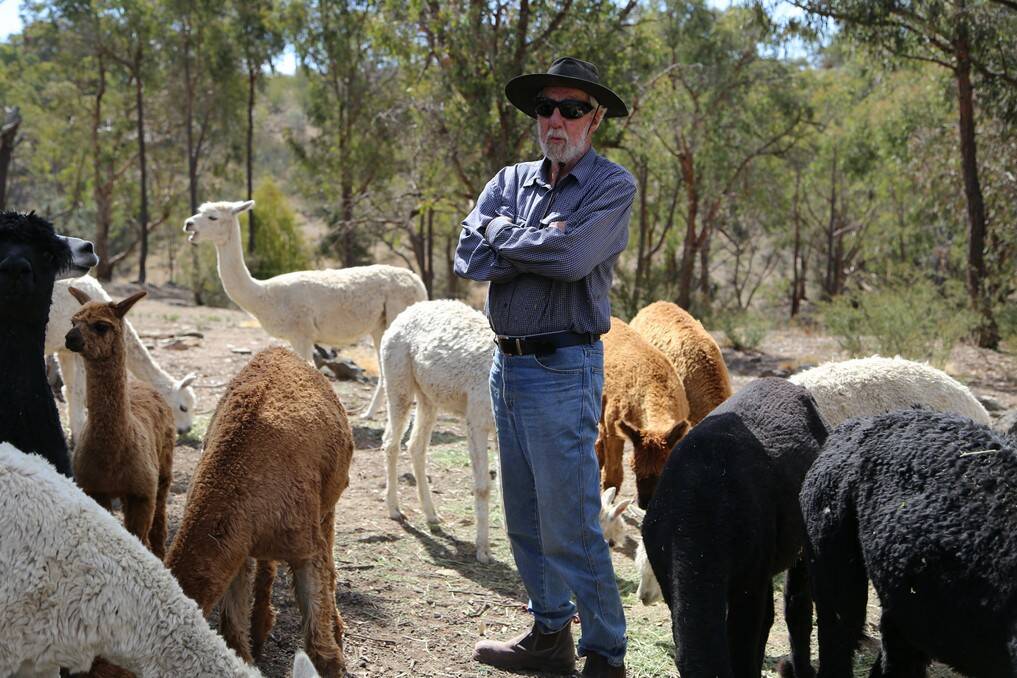 Kankinya Alpaca Stud owner Glen Riley lost two male alpacas in a dog attack over the weekend. Photo: Kim Pham.