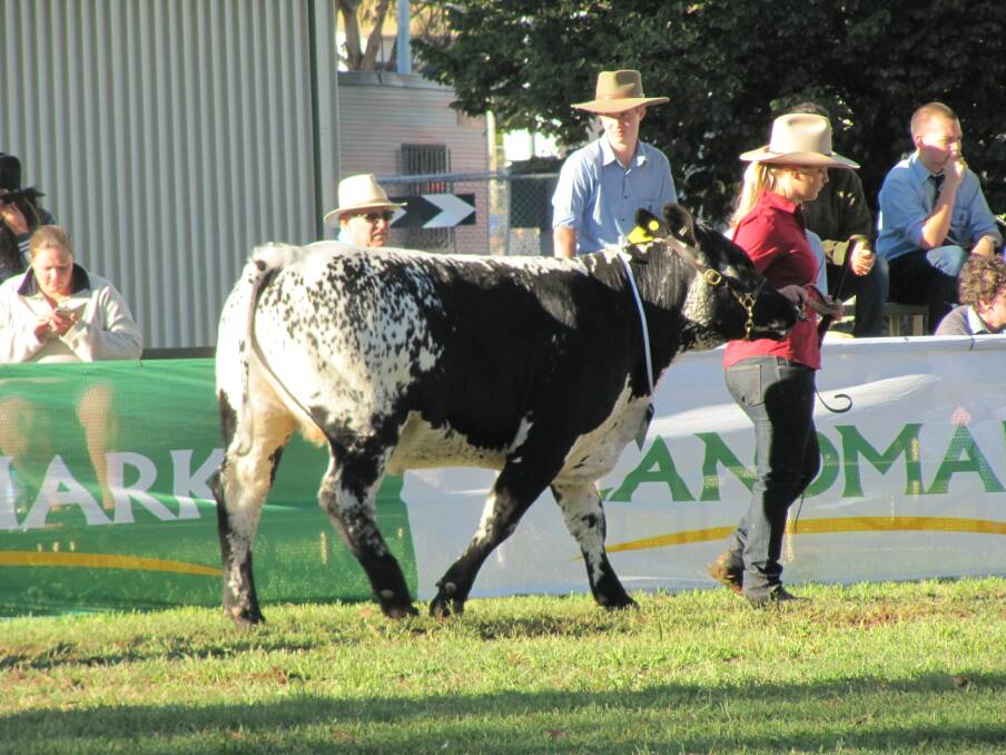 Queanbeyan High student Bella Paisley-Dew leads the School's grand champion steer, Oreo, into the ring (PHOTO: supplied).