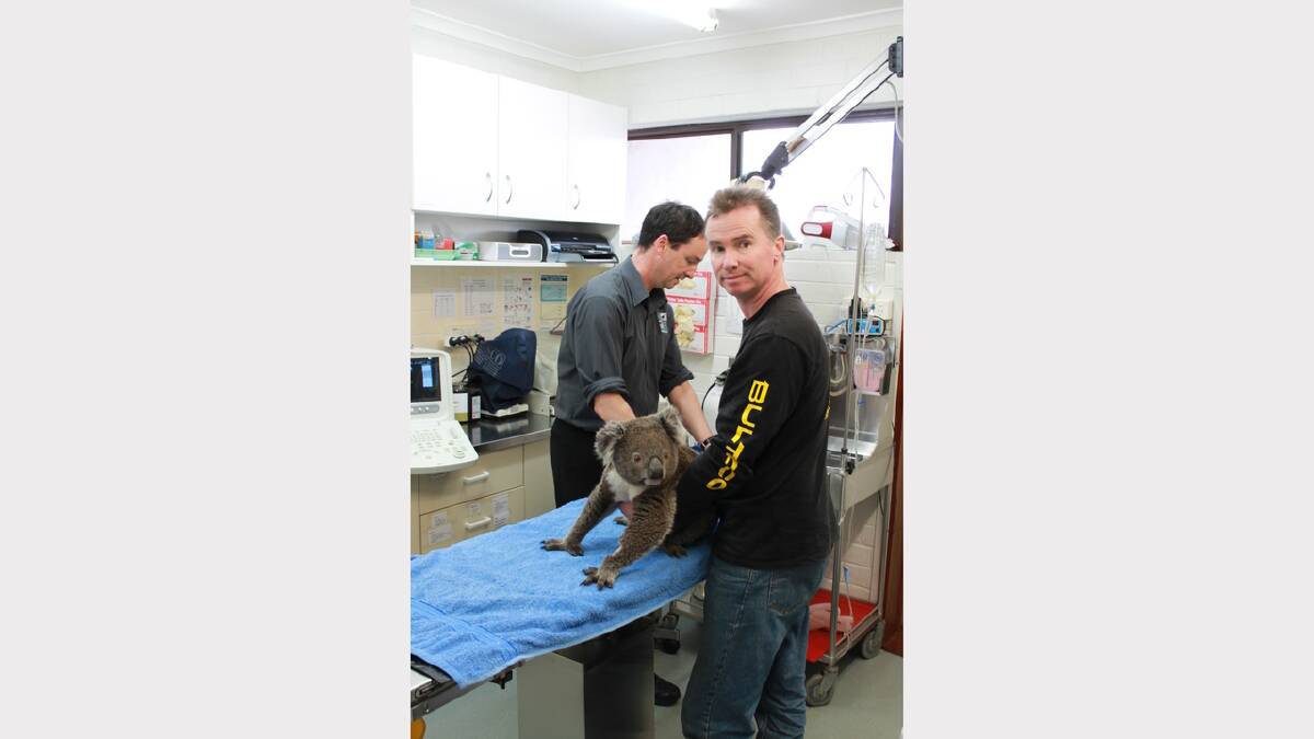 Wildcare volunteer James Fitzgerald and local vet Hamish Cameron treating the young male koala.