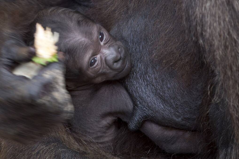 A Gorilla feeds it's two-week-old baby at the Safari zoo in Ramat Gan, Israel. Two gorillas have been born in as many weeks at the zoo. Photo by Uriel Sinai/Getty Images