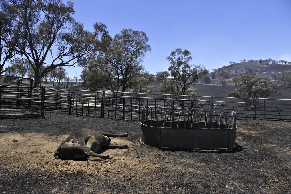 Stock dying on a property near Jugiong on January 9, 2013. Photo: Jay Cronan/The Canberra Times