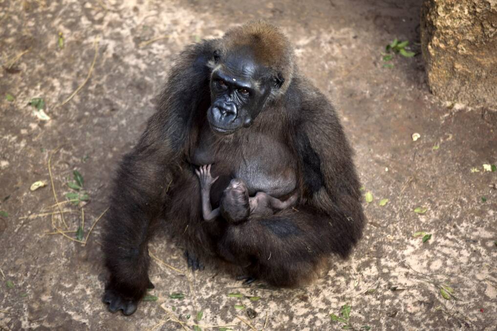 A Gorilla feeds it's two-week-old baby at the Safari zoo in Ramat Gan, Israel. Two gorillas have been born in as many weeks at the zoo. Photo by Uriel Sinai/Getty Images