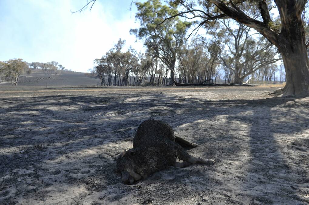 The charred remains of sheep on the property of Catherine Frith at Bogolara. she lost thousands of livestock to the fires January 9, 2013. Photo: Jay Cronan