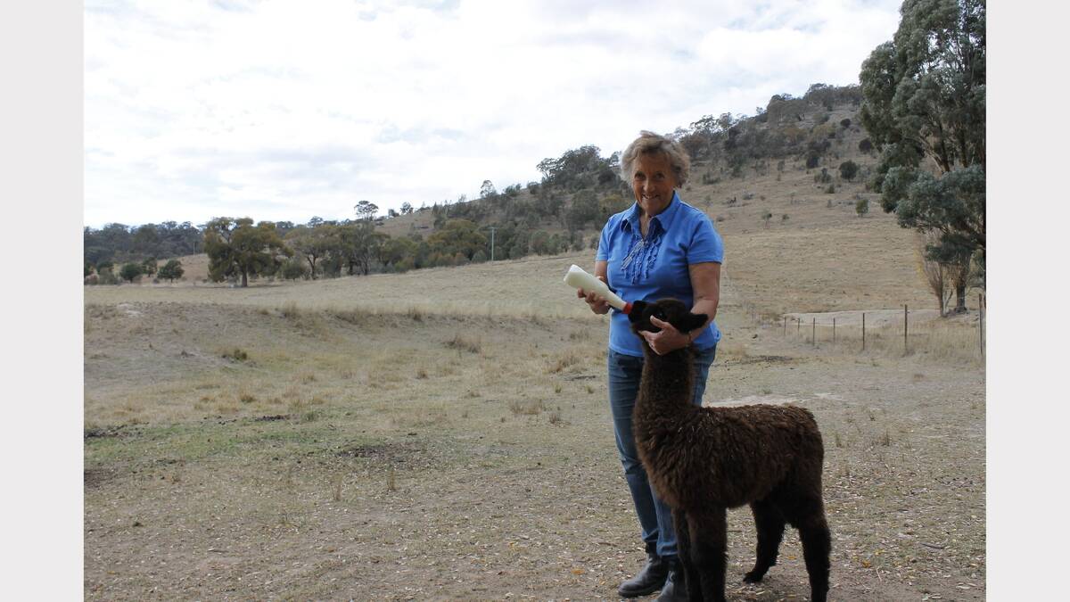 Val Johanson feeds poddy alpaca Gabby at her Burra property.