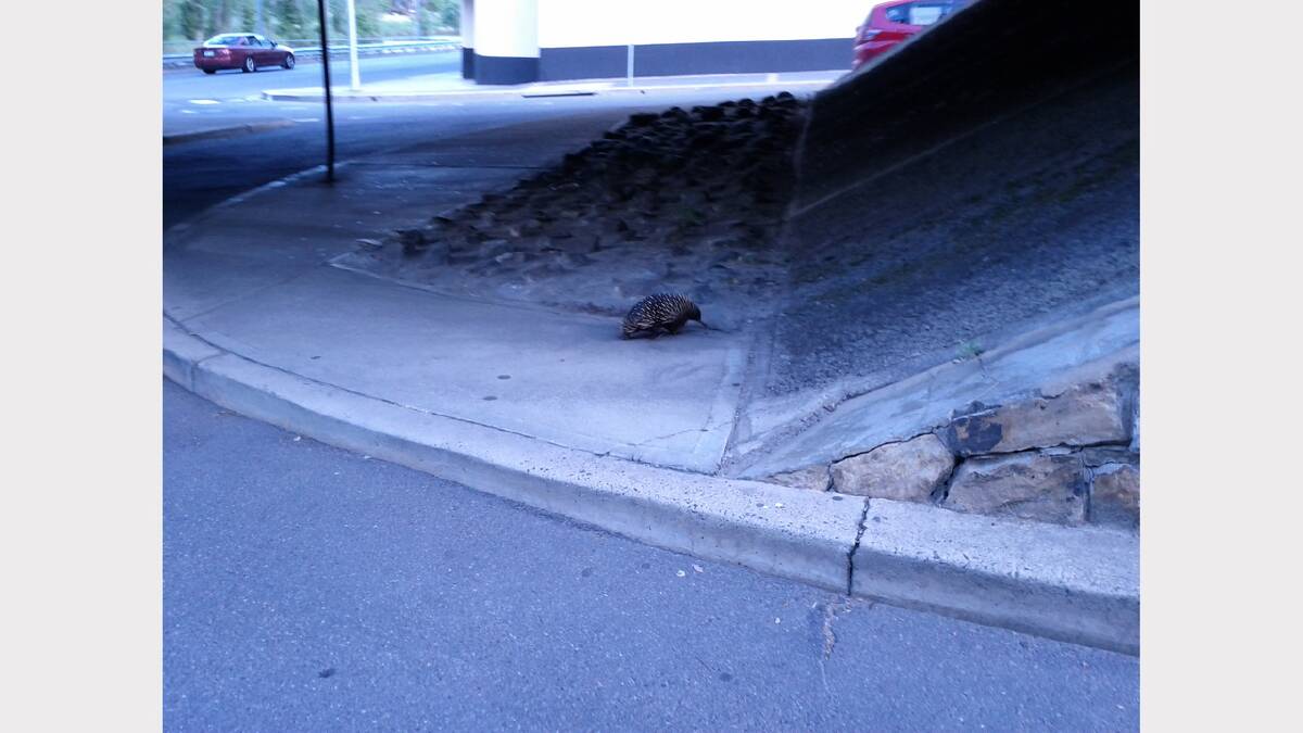 This echidna was spotted wandering the city on Saturday night. Photo courtesy of Daniel Tyson.