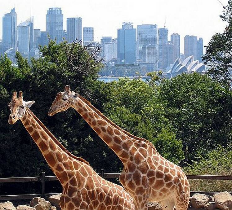 Enter the latest competition to win tickets to the Taronga Western Plain Zoo. 