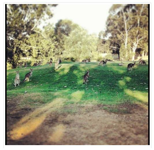 Kangaroos hanging out at Queanbeyan Golf Course. Photo: Emma-Jane/Instagram.