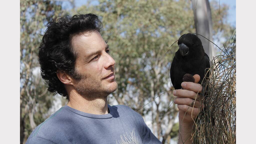 Daniel Gowland helped rear Glossy Black Cockatoo, Mr Fifty-Fifty, after his parents abandoned him two years ago. Photo: Kim Pham.