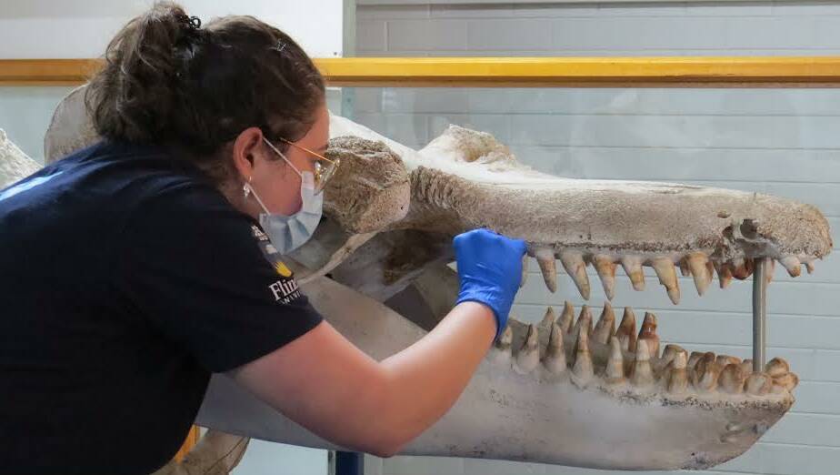 Australian killer whale geneticist and researcher Isabella Reeves takes DNA samples from Old Tom. Photo: Angela George. 